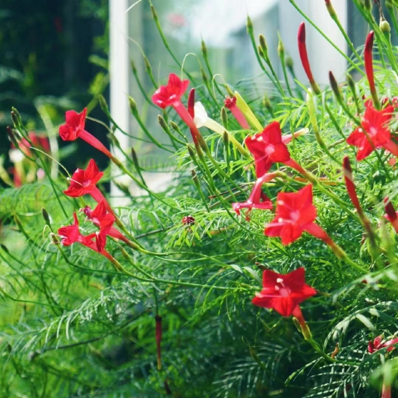 羽叶茑萝花种籽子四季花籽庭院阳台盆栽爬藤花卉植物五角星花种子 - 图2