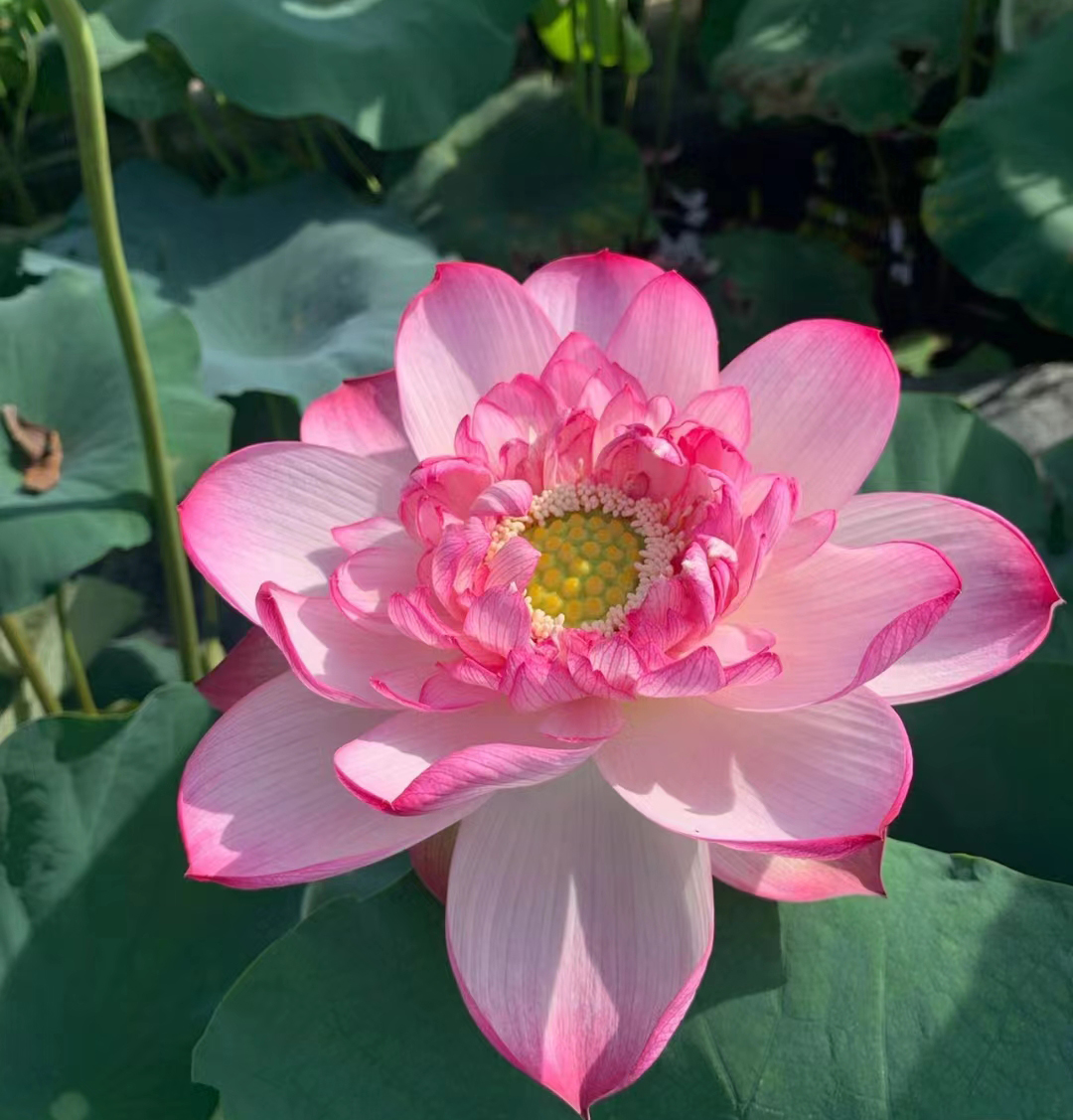 正宗荷花盆栽水养花卉池塘水培植物中大型重瓣观赏莲花种藕种根苗 - 图1