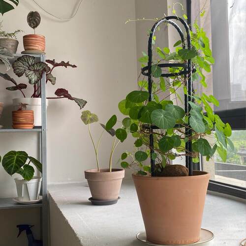 红藤山乌龟盆栽金不换植物桌面爬藤绿植水培多肉圆叶山乌龟带芽发 - 图1