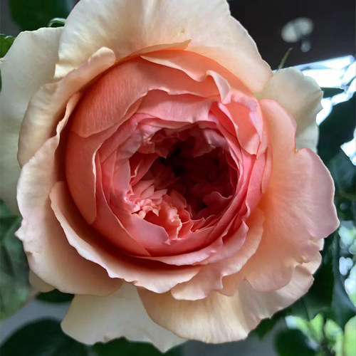 真宙月季花苗大苗浓香包子带花蔷薇盆栽阳台灌木玫瑰爬藤室内花卉 - 图0