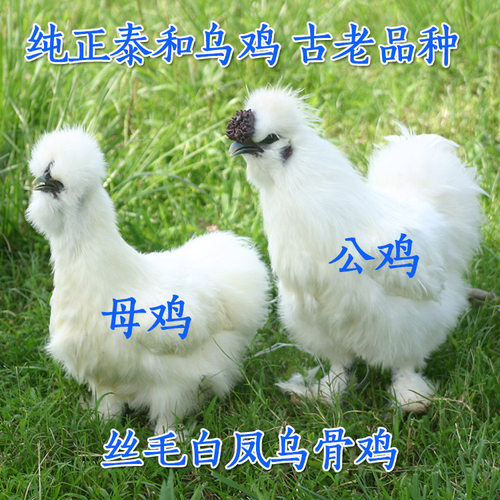 正宗新鲜白凤泰和乌鸡蛋凤头鸡蛋白凤乌骨鸡蛋农家鸡蛋原种乌鸡蛋 - 图1