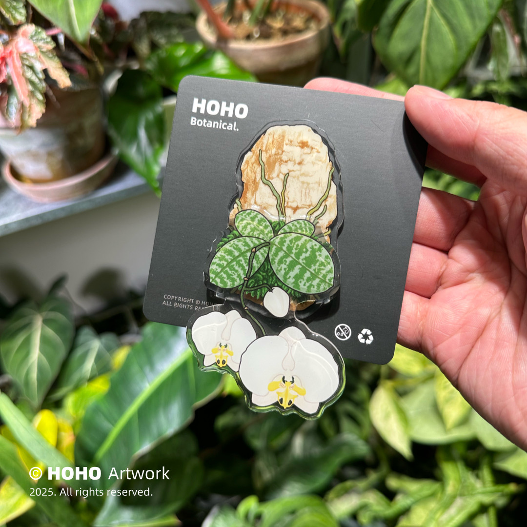 HOHO原创·蝴蝶兰冰箱贴热带绿植磁吸冰箱贴亚克力花卉家居磁贴,淘宝优惠券,粉丝福利购,淘宝优惠卷