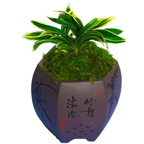 【金元宝】矮种兰花苗建兰金边名贵带花苞中透兰草盆栽国兰浓香型 - 图3