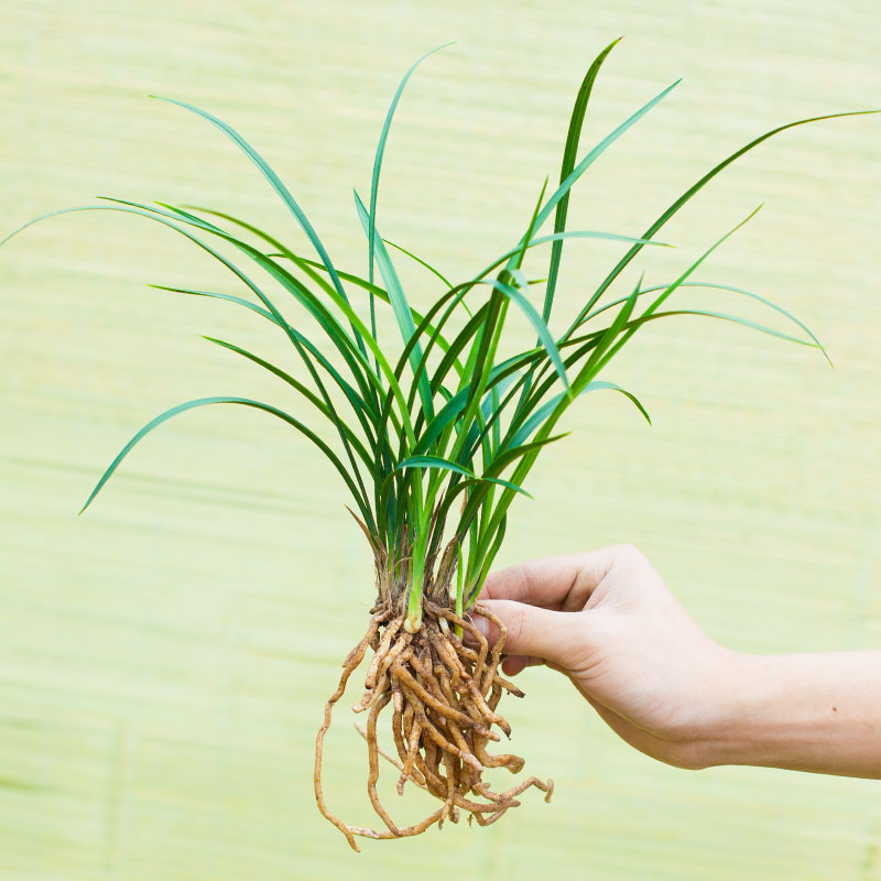 【逸品】兰花苗春兰名贵盆栽花卉植物室内兰草国兰浓香不带花苞 - 图0