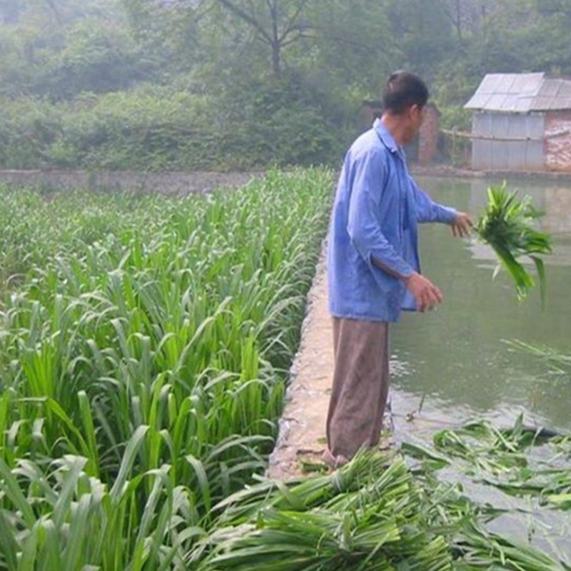 多年生牧草种籽高丹王草种籽苏丹草草籽鸭鹅牛羊鱼草种籽四季高产-图1