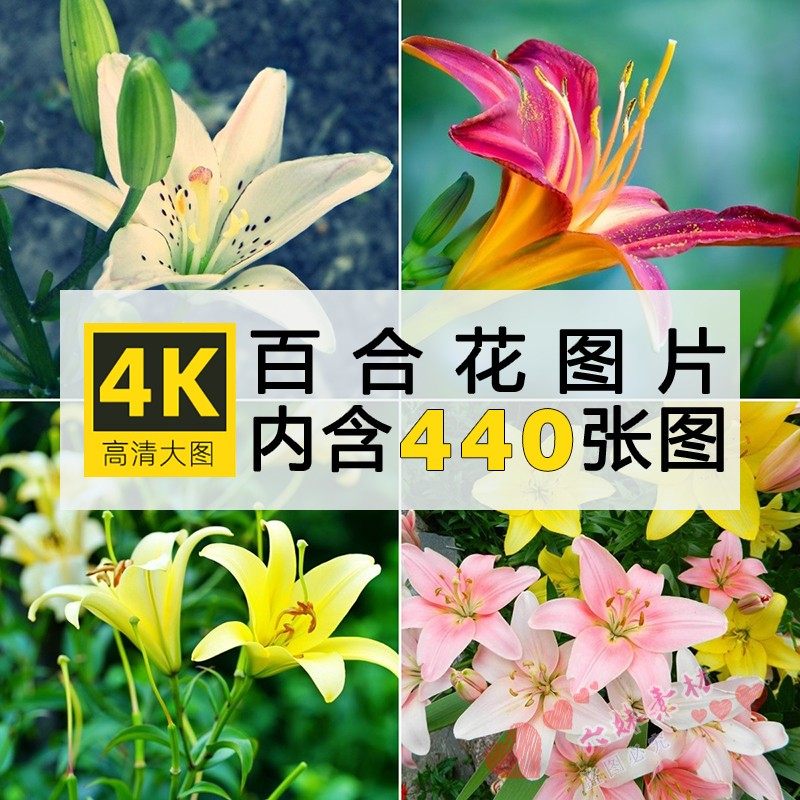 百合花图片 新人首单立减十元 22年11月 淘宝海外 百合花图片 新人首单立减十元 22年11月 淘宝海外