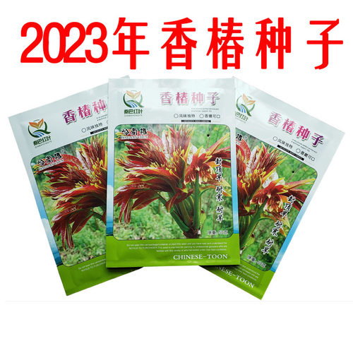 秦巴红叶2023年新采红油香椿种子种籽四季芽苗菜红椿树苗椿芽种孑-图1