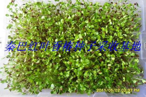 秦巴新款北方简单红叶红油种籽芽苗菜种四季芽香椿树苗种子阳台种 - 图3