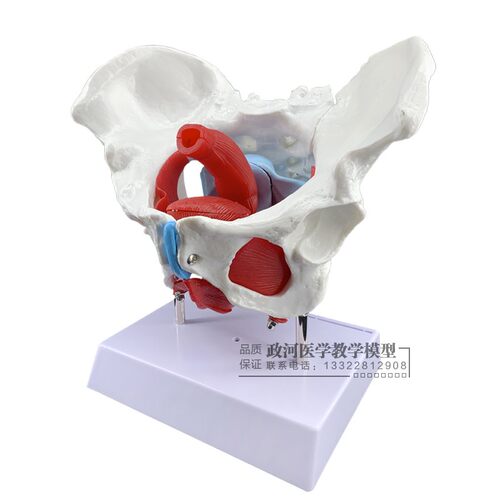 女性骨盆及盆底肌肉模型  盆骨模型 人体骨骼模型 产妇盆骨模型 - 图3