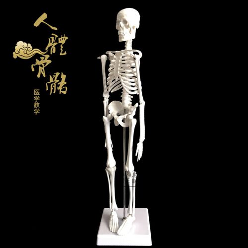 人骨架标本玩具人体骨骼模型45CM 髅骼骨头 人体解剖关节示教模具 - 图2