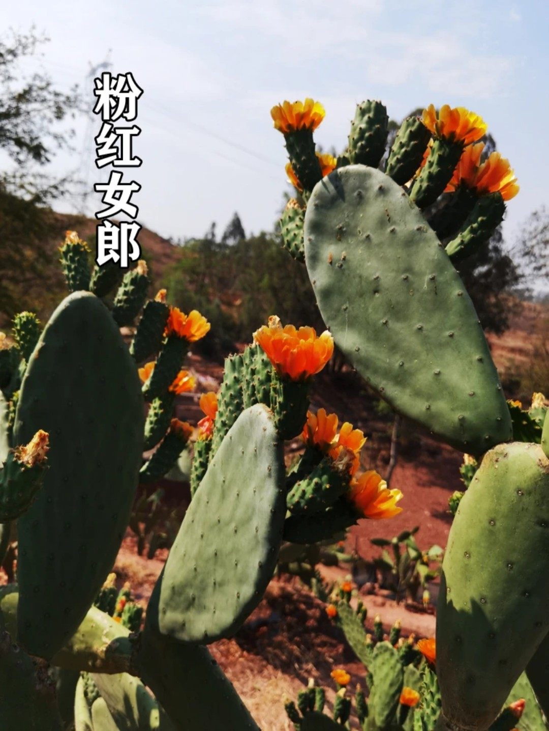 云南食用仙人掌品种大全宝塔云钻滇红梨果苗盆栽种植片中药材外敷,淘宝优惠券,粉丝福利购,淘宝优惠卷