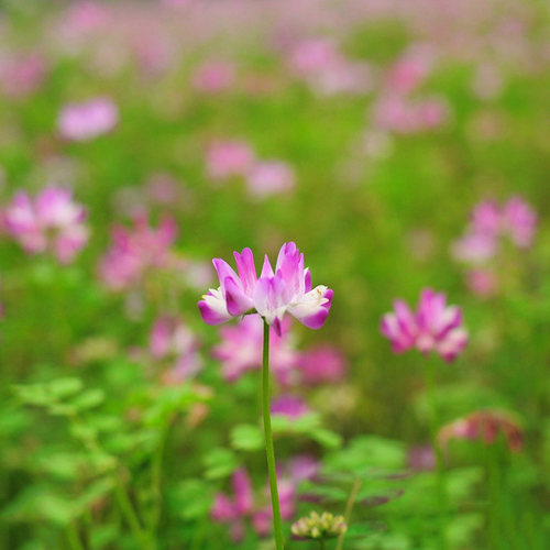 紫云英种子红花草食用野菜养蜂蜜源固氮果园绿肥植物高产牧草种子 - 图2
