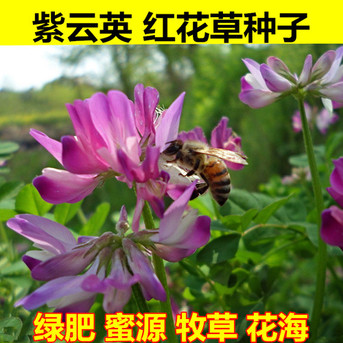 紫云英种子红花草食用野菜养蜂蜜源固氮果园绿肥植物高产牧草种子 - 图0