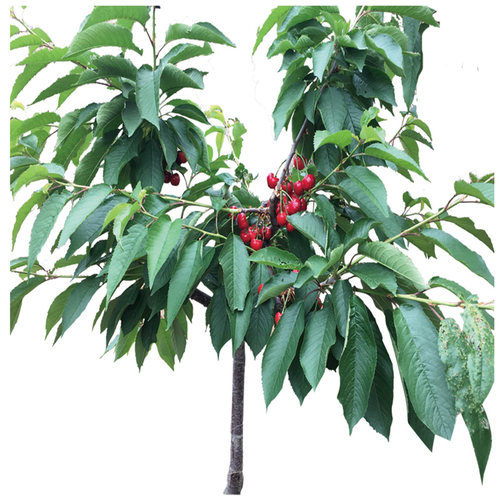 车厘子树苗矮化大樱桃苗南北方种植嫁接盆栽地栽果树果苗庭院阳台 - 图3