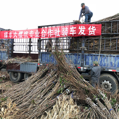 车厘子树苗矮化大樱桃苗南北方种植嫁接盆栽地栽果树果苗庭院阳台 - 图1