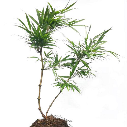 云南罗汉竹筇竹算盘竹子苗文人手杖材料室内庭院地栽绿植盆栽盆景 - 图3