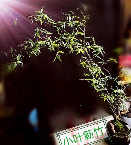 小叶簕竹桩竹鞭竹根苗室内外勒竹子花园庭院景观绿植盆栽四季好养 - 图1
