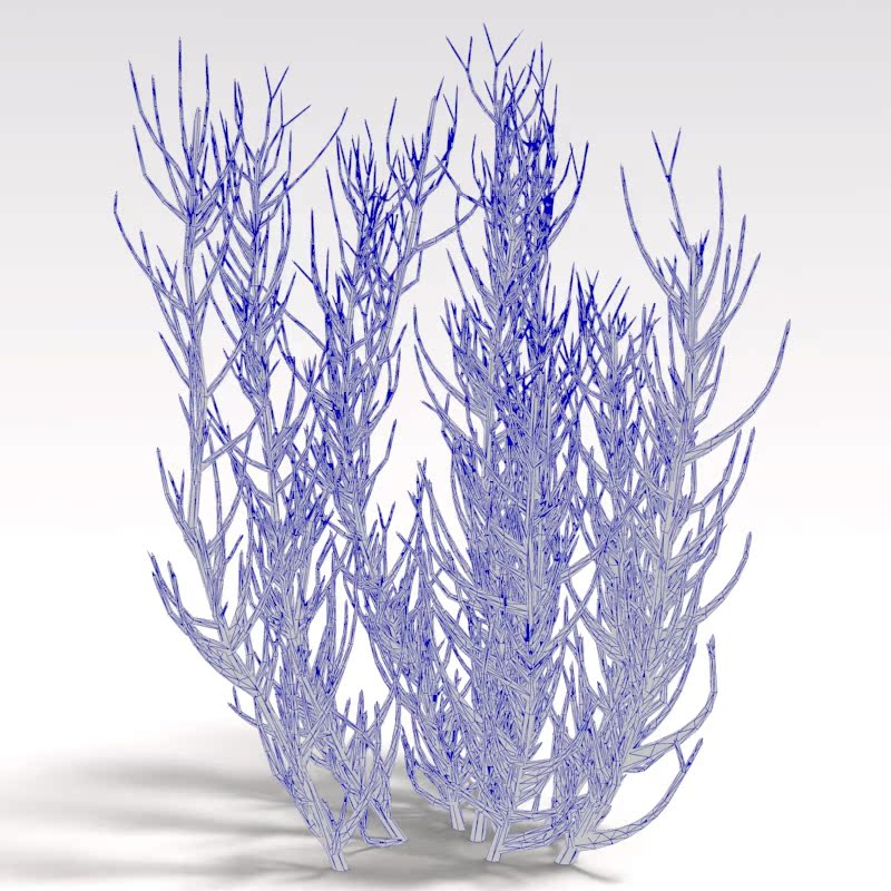 Z4:maya、max模型，3D模型树，梭梭树，fbx,obj格式 - 图1