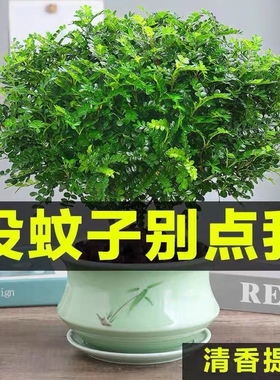 蛋糕装饰绿植生日蛋糕清香木叶子盆栽糕点装饰烘焙花叶植物森系