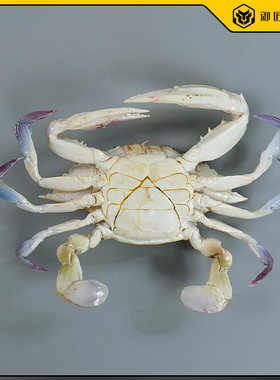 仿真三眼蟹梭子蟹模型假海鲜生物模型仿真大螃蟹直播道具装饰