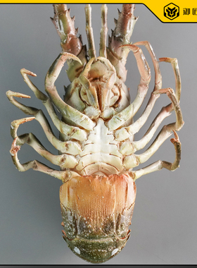 仿真龙虾模型小青龙大龙虾摆件