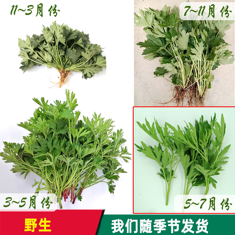 益母草新鲜草药现采鲜蔬菜包邮2024新品1斤中药材采摘视频2件包邮-图1