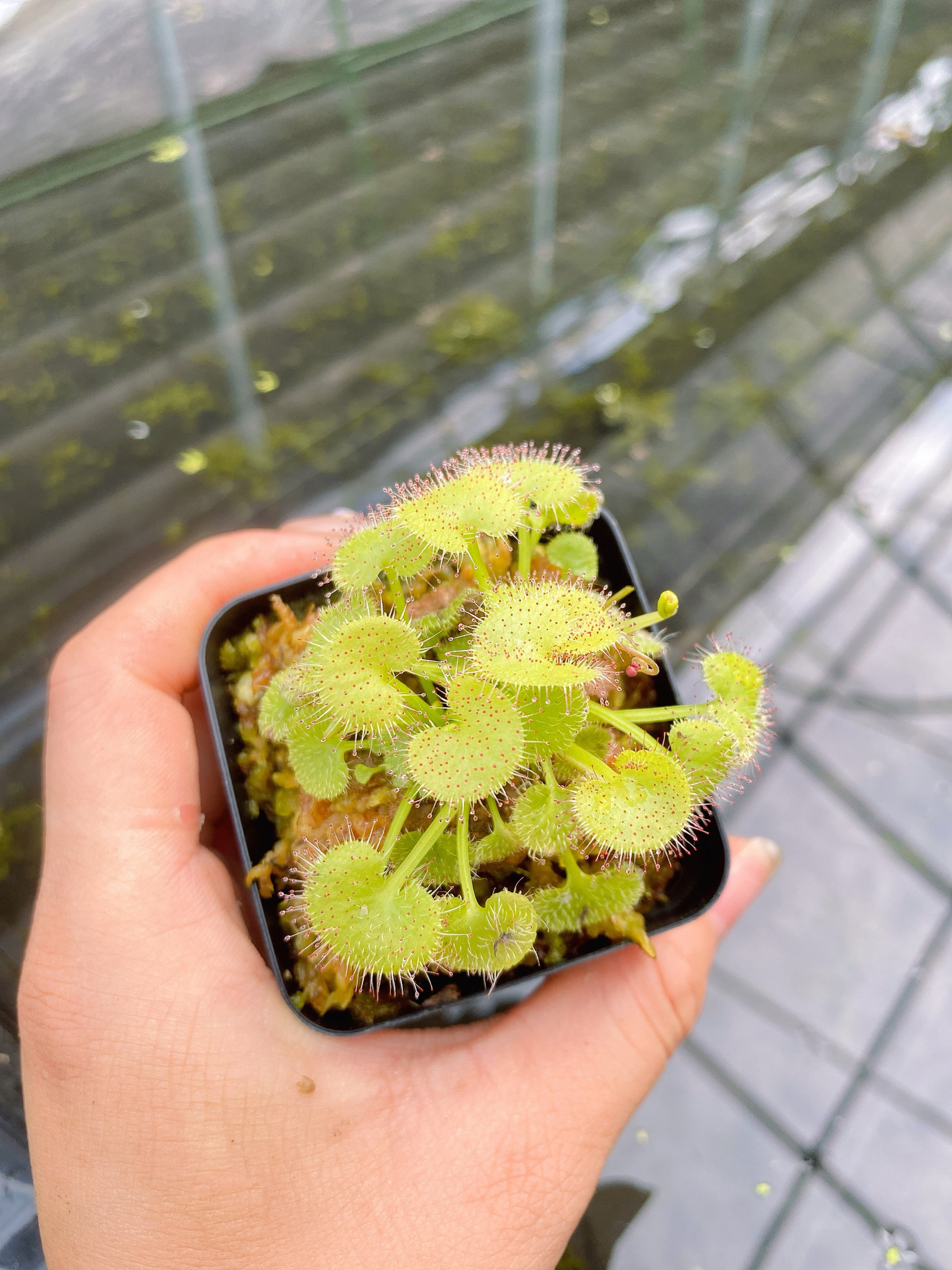 爱心/负子茅膏菜 喜阴食虫草食虫植物粘液捉虫子驱蚊草驱虫草盆栽,淘宝优惠券,粉丝福利购,淘宝优惠卷