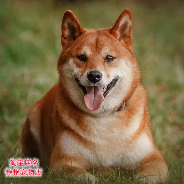 家养纯种黄狗白面五黑土猎混血小白虎斑宠物狗中华田园犬幼犬活体-图3