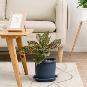 爱丽思Deepot花盆托加深简约加厚盆景多肉绿萝盆栽塑料托盘爱丽丝