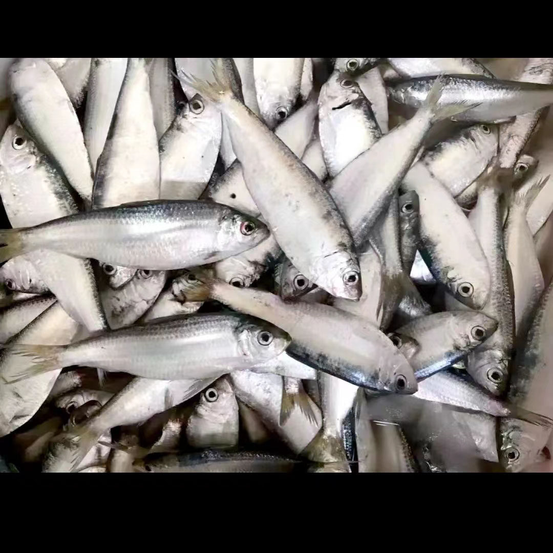 莱州青鳞鱼活鲜淡干自晒掖县青板柳叶青皮燕子鱼青眼500g咸鱼包邮,淘宝优惠券,粉丝福利购,淘宝优惠卷