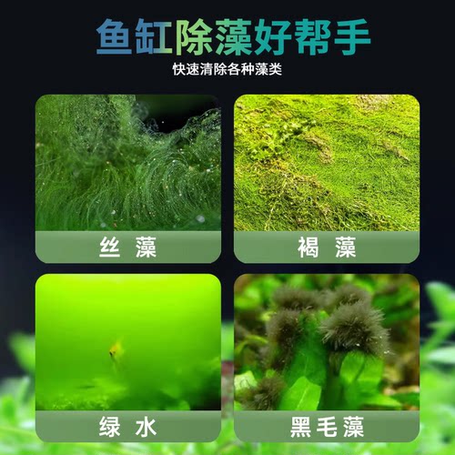 黑壳虾鱼缸水族箱水草清洁除藻工具淡水观赏虾宠活体除藻虾 - 图3