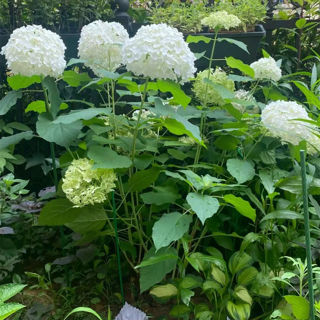 无敌贝拉安娜绣球耐寒耐晒大花木本绣球花苗庭院盆栽地栽开花不断 - 图1