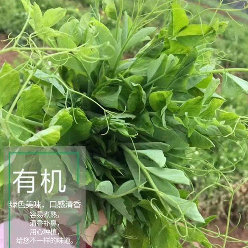 无须碗豆尖子豌豆种籽肥仔豌豆苗种龙须菜蔬菜种子阳台大田豆芽菜 - 图1