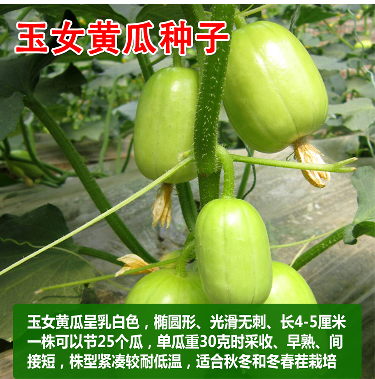 荷兰366水果黄瓜种孑青瓜无刺小黄瓜种子春秋冬四季盆栽蔬菜种籽-图2