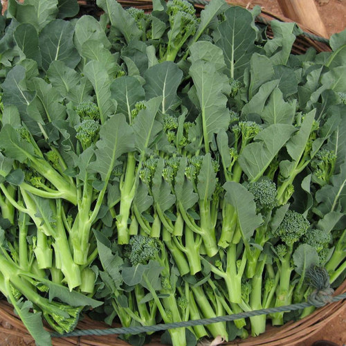 西兰苔种子种籽芥兰菜西兰花种籽苗芥蓝菜心秧苔菜四季菜苔蔬菜孑 - 图2