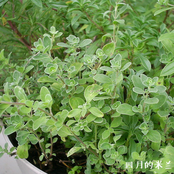 马郁兰马约兰苗披萨草芳香植物香草苗花卉盆栽香草料理绿植-图3