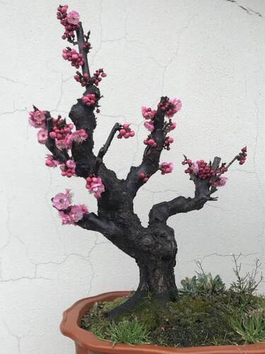 骨里红梅盆栽老桩梅花宫粉绿梅骨里红梅花老桩原生梅花盆栽 - 图2