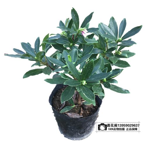 金边瑞香盆栽老桩耐寒植物浓香型大苗带花苞室内观花净化空气花卉 - 图3