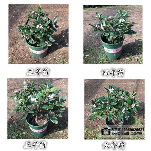 金边瑞香盆栽老桩耐寒植物浓香型大苗带花苞室内观花净化空气花卉 - 图1