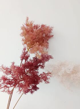 摄影仿真靓靓烟树黄栌毛1一枝