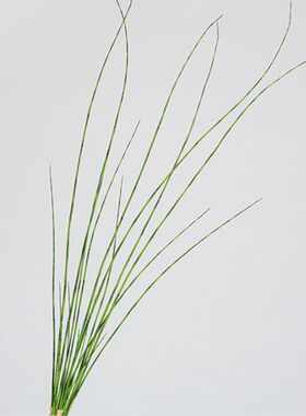 仿真植 木贼 细竹 绿色 中式插花 花艺 单枝 假花 陈设 摄影 道具