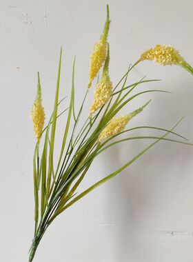 靓插花室内中国谷子枝粉娟1