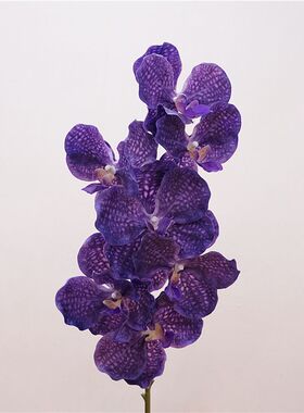 仿真花 大花万代兰 高品质兰花胡姬花家居客厅摆件花艺装饰