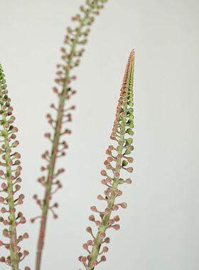 仿真植物果蔬孔雀草 喷泉草 蒜苔仿真花绿植家居装饰摆件花艺插花