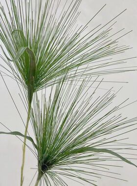 带叶软胶仿真喷泉草绿植草插画配材酒店家居室外拍摄造景园林新款