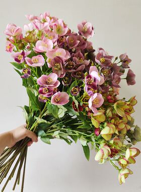 仿真高品质小清新菟葵 铁筷子 圣诞玫 兔葵 现代花艺设计小众花材