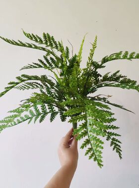 高品质手感大蕨叶蕨草蕨类植物造景绿植壁挂墙面垂吊假草插花设计