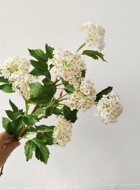 小手球法式绣球蟹爪菊植物塑料