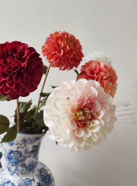 重瓣盛开单头大丽花大理菊