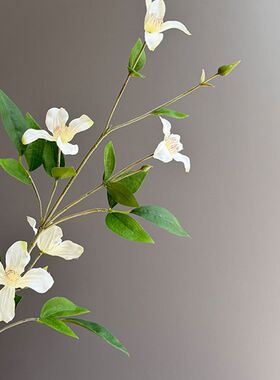 靓铁线莲手捧中国娟花枝紫插花1